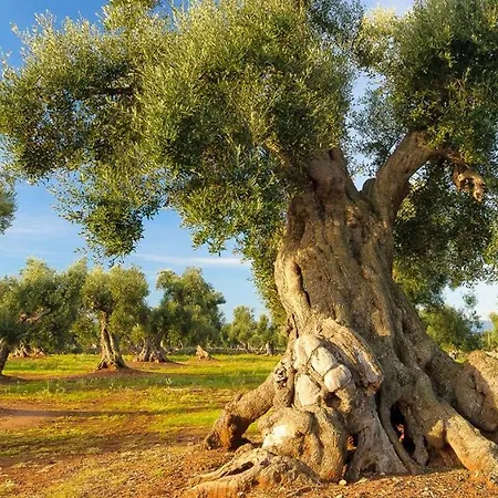 Nyaraló Casa Mamaroca 63 Ostuni